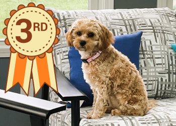 Archie the dog, third place winner